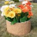 Цветник КАНЬОН купить в Великом Устюге
